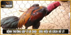 Bệnh thường gặp ở gà chọi
