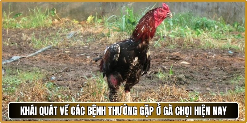 Khái quát về các bệnh thường gặp ở gà chọi hiện nay