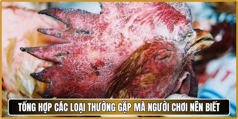 Tổng hợp các loại thường gặp mà người chơi nên biết