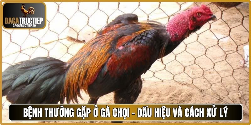Bệnh thường gặp ở gà chọi