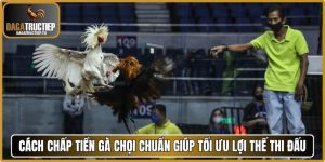 Cách chấp tiền gà chọi