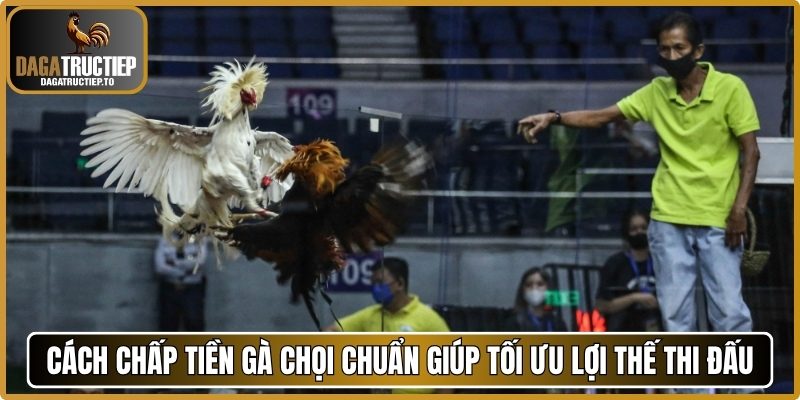 Cách chấp tiền gà chọi