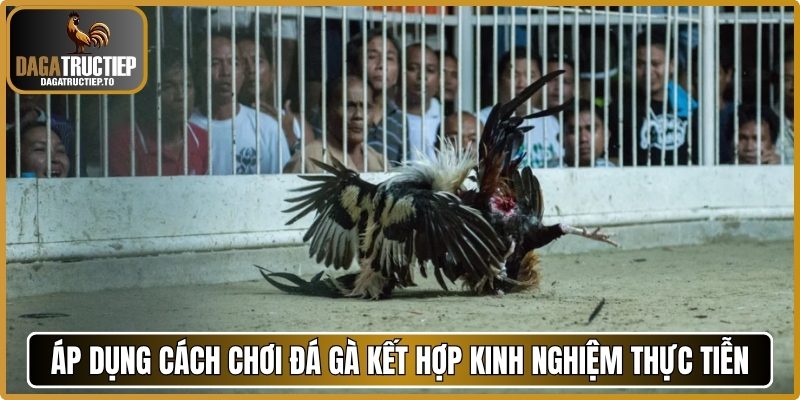 Áp dụng cách chơi đá gà kết hợp kinh nghiệm thực tiễn