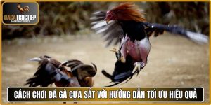 Cách chơi đá gà cựa sắt