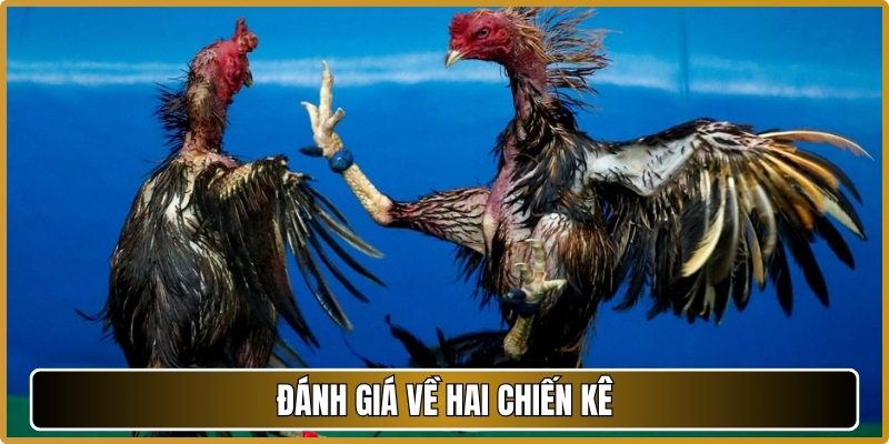 Đánh giá về hai chiến kê