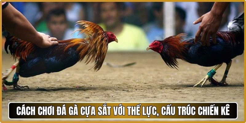 Cách chơi đá gà cựa sắt với thể lực, cấu trúc chiến kê