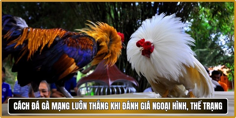Cách đá gà mạng luôn thắng khi đánh giá ngoại hình, thể trạng