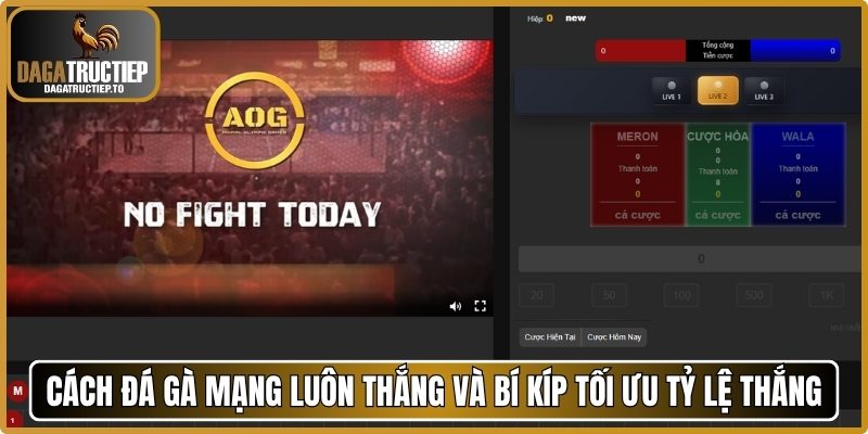 Cách đá gà mạng luôn thắng