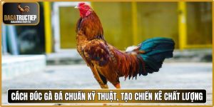 Cách Đúc Gà Đá