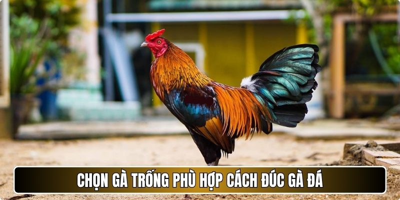 Chọn gà trống phù hợp cách đúc gà đá