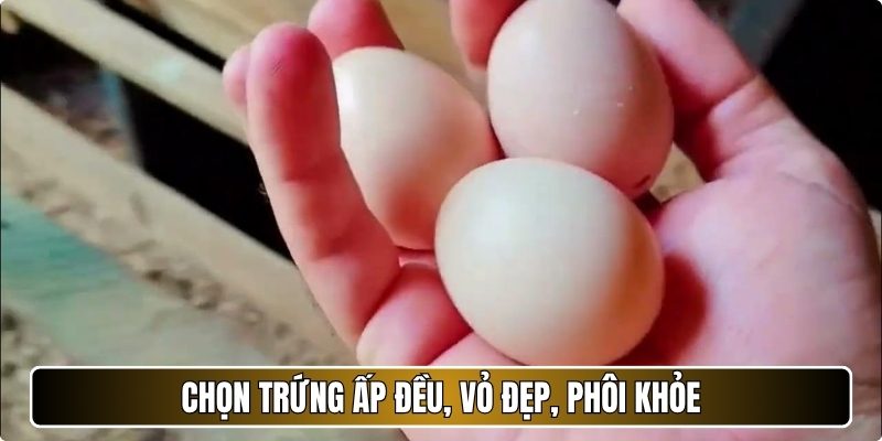 Chọn trứng ấp đều, vỏ đẹp, phôi khỏe