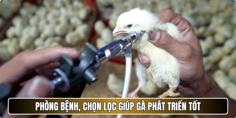 Phòng bệnh, chọn lọc giúp gà phát triển tốt
