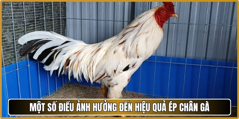 Một số điều ảnh hưởng đến hiệu quả ép chân gà