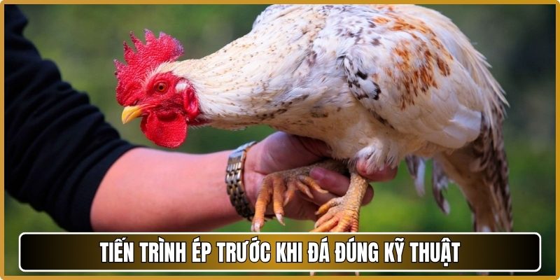 Tiến trình ép trước khi đá đúng kỹ thuật