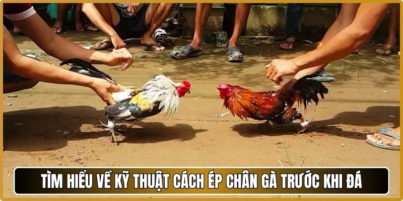 Tìm hiểu về kỹ thuật cách ép chân gà trước khi đá