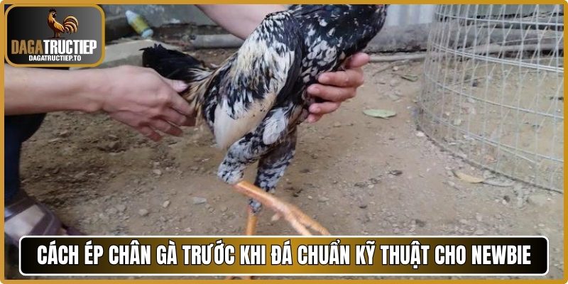 Cách ép chân gà trước khi đá