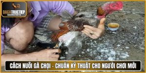 Cách nuôi gà chọi