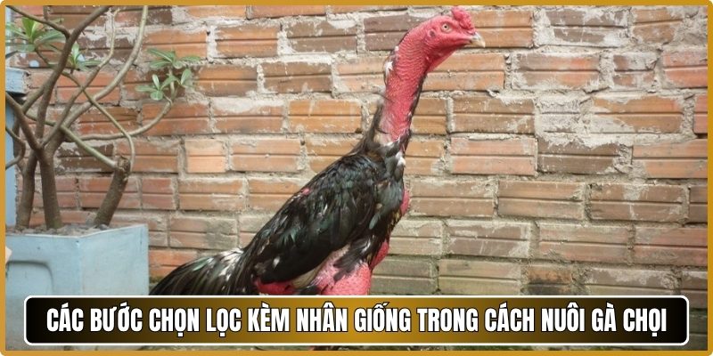 Các bước chọn lọc kèm nhân giống trong cách nuôi gà chọi