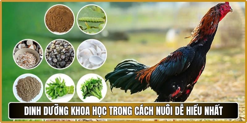 Dinh dưỡng khoa học trong cách nuôi dễ hiểu nhất