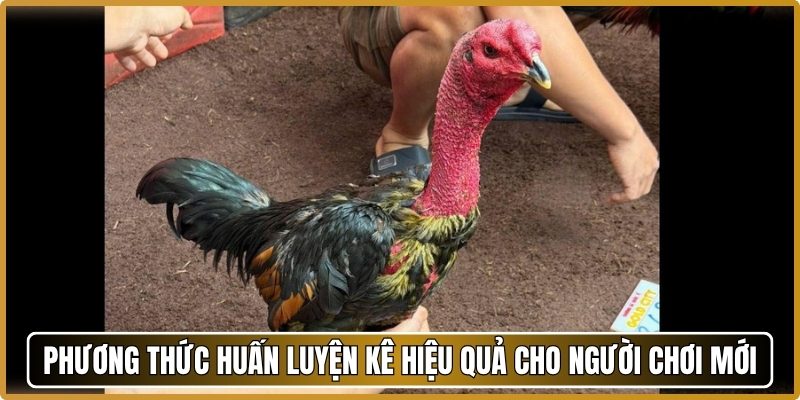 Phương thức huấn luyện kê hiệu quả cho người chơi mới