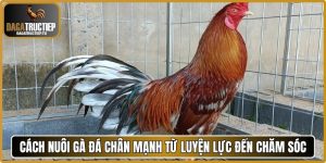 Cách Nuôi Gà Đá Chân Mạnh