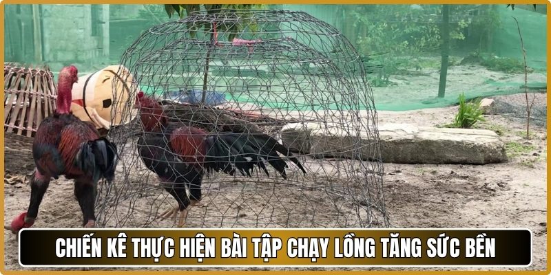 Chiến kê thực hiện bài tập chạy lồng tăng sức bền