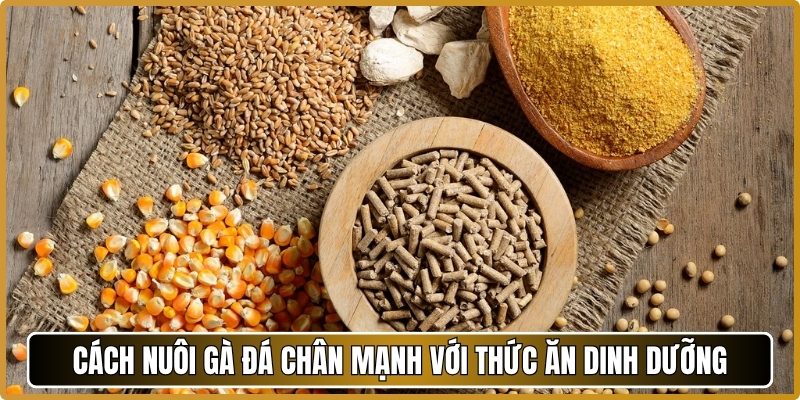 Cách nuôi gà đá chân mạnh với thức ăn dinh dưỡng