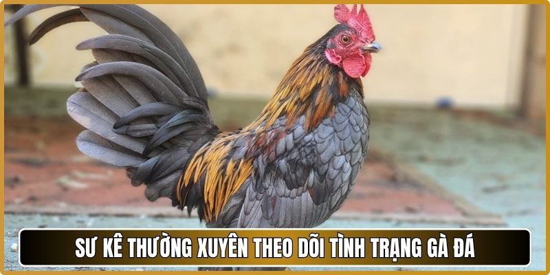 Sư kê thường xuyên theo dõi tình trạng gà đá