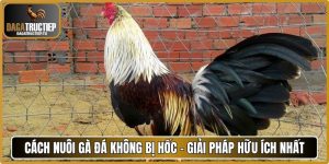 Cách nuôi gà đá không bị hốc