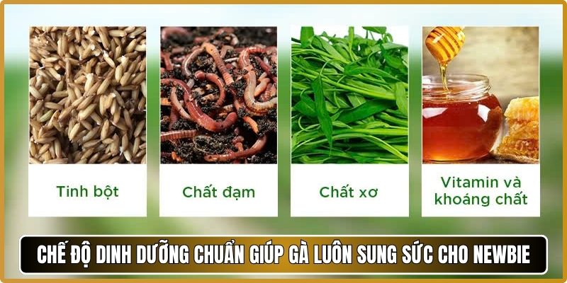 Chế độ dinh dưỡng chuẩn giúp gà luôn sung sức cho newbie