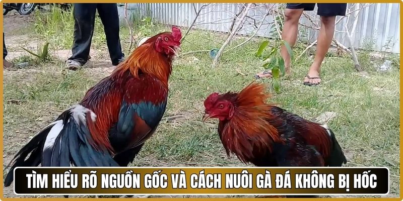 Tìm hiểu rõ nguồn gốc và cách nuôi gà đá không bị hốc