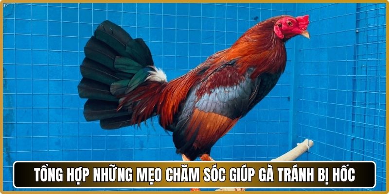 Tổng hợp những mẹo chăm sóc giúp gà tránh bị hốc