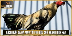 Cách nuôi gà đá mau tới pin