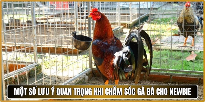 Một số lưu ý quan trọng khi chăm sóc gà đá cho newbie