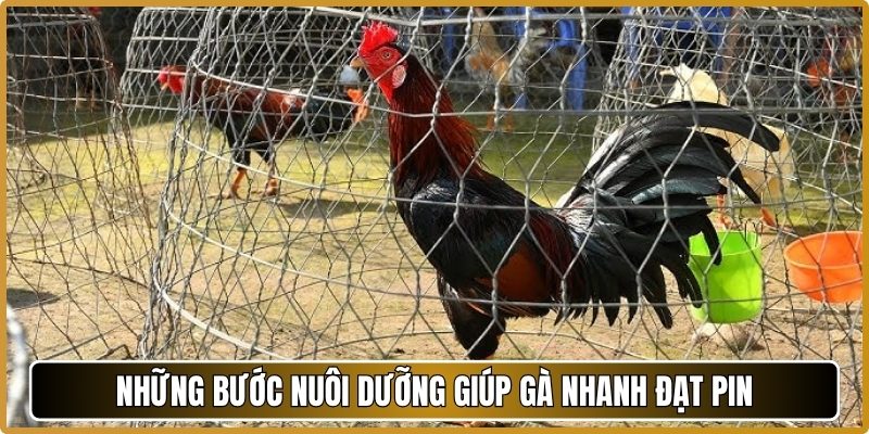 Những bước nuôi dưỡng giúp gà nhanh đạt pin