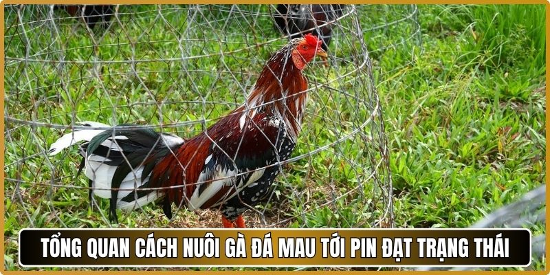 Tổng quan cách nuôi gà đá mau tới pin đạt trạng thái