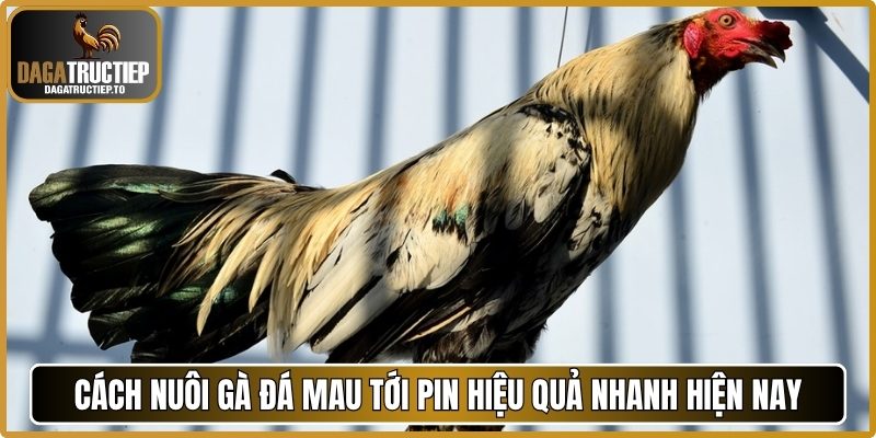 Cách nuôi gà đá mau tới pin