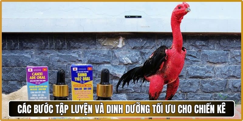 Các bước tập luyện và dinh dưỡng tối ưu cho chiến kê