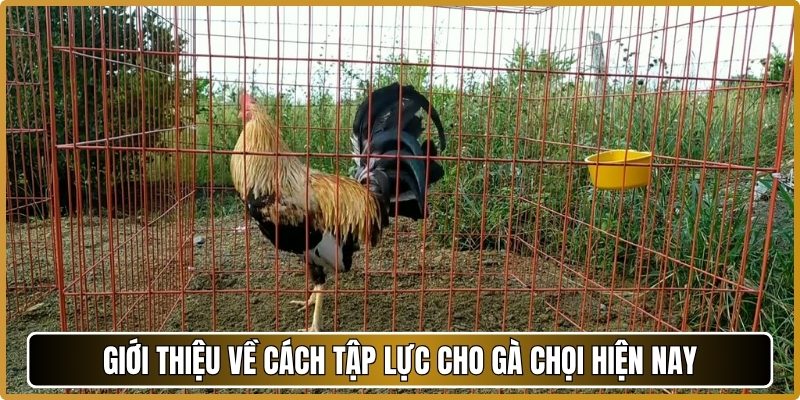 Giới thiệu về cách tập lực cho gà chọi hiện nay