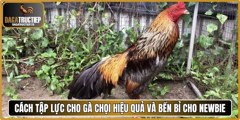Cách tập lực cho gà chọi