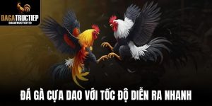 Đá gà cựa dao với tốc độ diễn ra nhanh