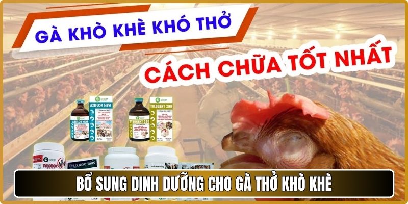 Bổ sung dinh dưỡng cho gà thở khò khè