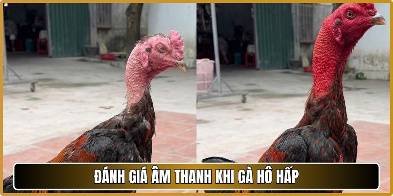 Đánh giá âm thanh khi gà hô hấp