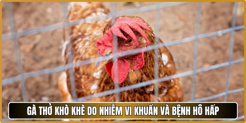 Gà thở khò khè do nhiễm vi khuẩn và bệnh hô hấp