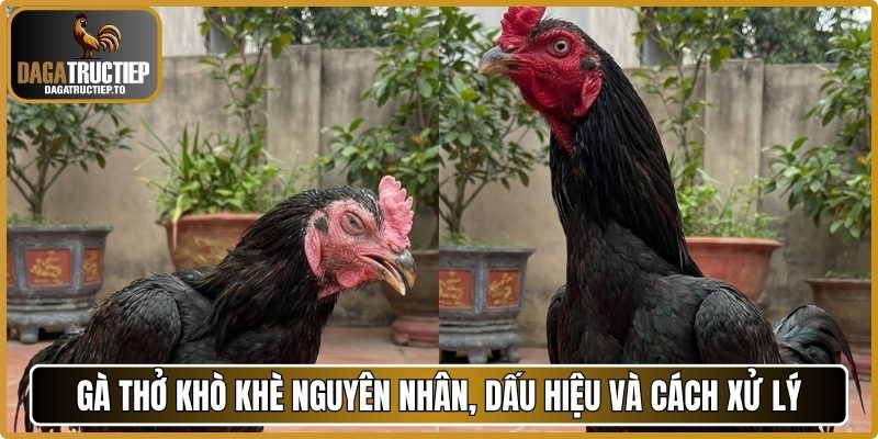 Gà thở khò khè