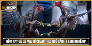 Hôm nay đá gà màu gì