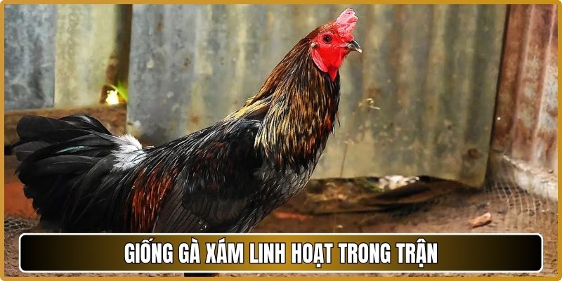 Giống gà xám linh hoạt trong trận