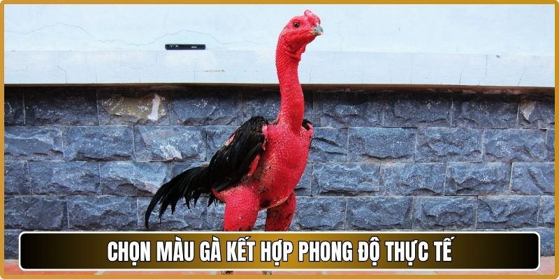 Chọn màu gà kết hợp phong độ thực tế