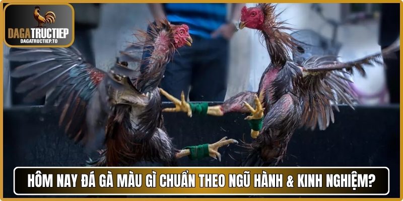 Hôm nay đá gà màu gì