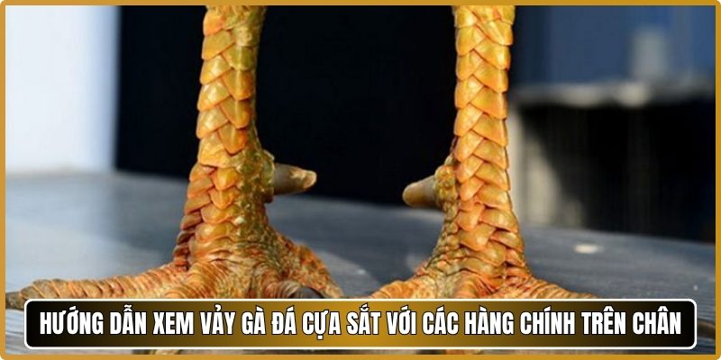 Hướng dẫn xem vảy gà đá cựa sắt với các hàng chính trên chân